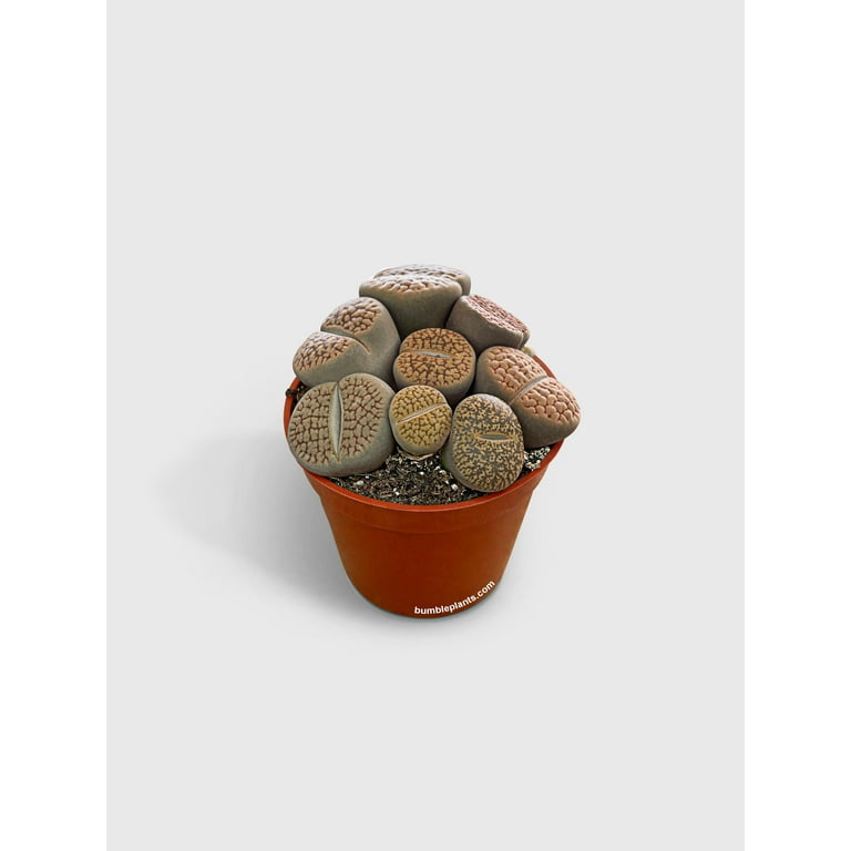plants variegated Dwarf Variegated Mirror Plant main image 1