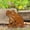 Frog, variant on New Handmade Metal Garden Art - Rusted Garden Decor, Rusty Metal Stake, Iron Rust Color Silhouette Art, Outdoor Decor, Weather-Resistant Rustic Sculpture for Yard Decorations