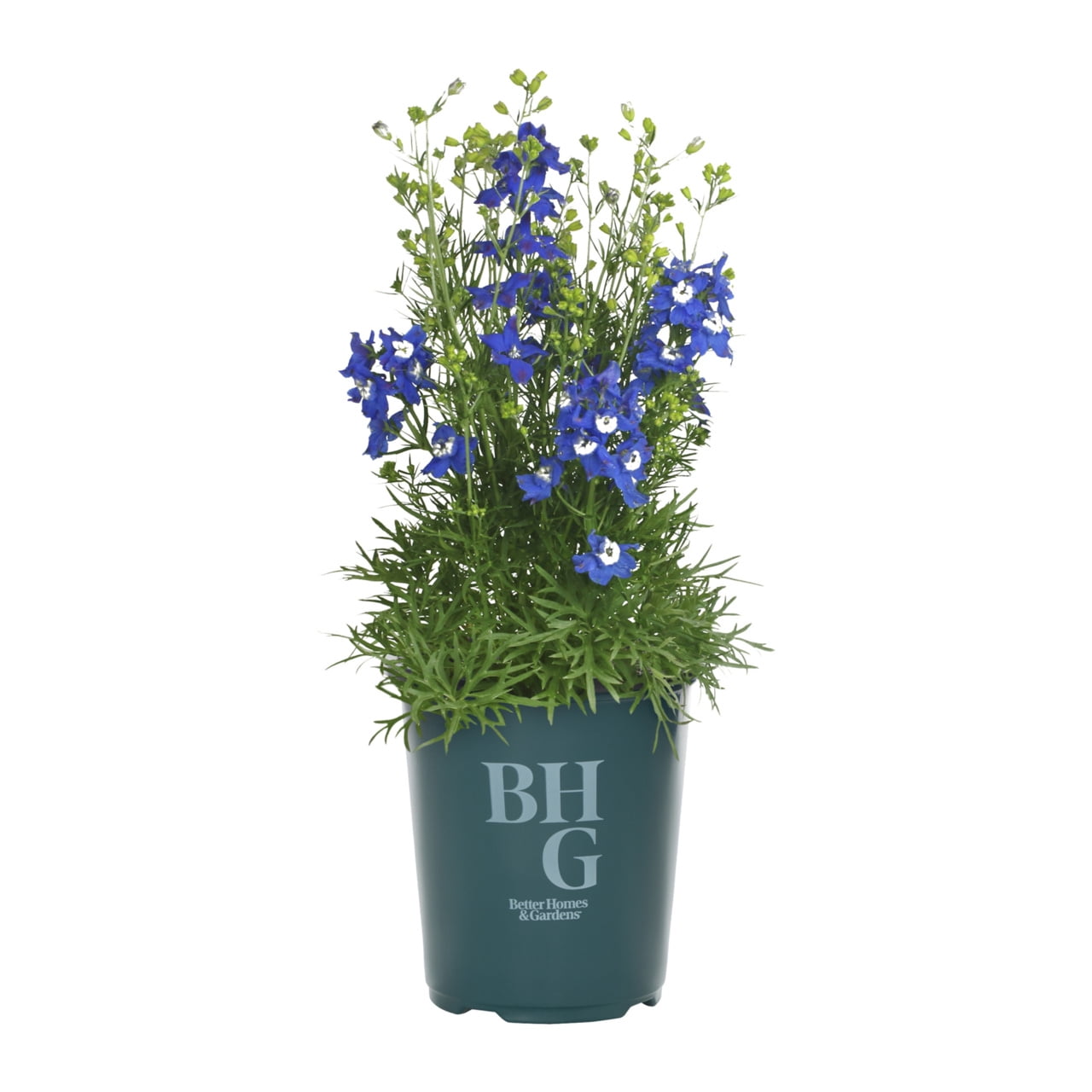 Expert Gardener 1.5PT Blue Delphinium Live Perennial Plant Sun 5 -Pack