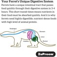 thumbnail image 2 of ZuPreem Premium Daily Ferret Diet, 8 lb Small Animal Food, 2 of 5