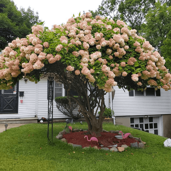 Phantom Hydrangea Plant, 3 to 5 inches Tall, White - Pink Hydrangea Plant Live for Outdoor Growing, Dormant