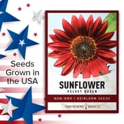 Velvet Queen Sunflower Seeds