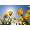 thumbnail image 2 of Yellow Tulips Against A Blue Sky At Wooden Shoe Tulip Farm; Woodburn  Oregon  United States of America Print, 2 of 2