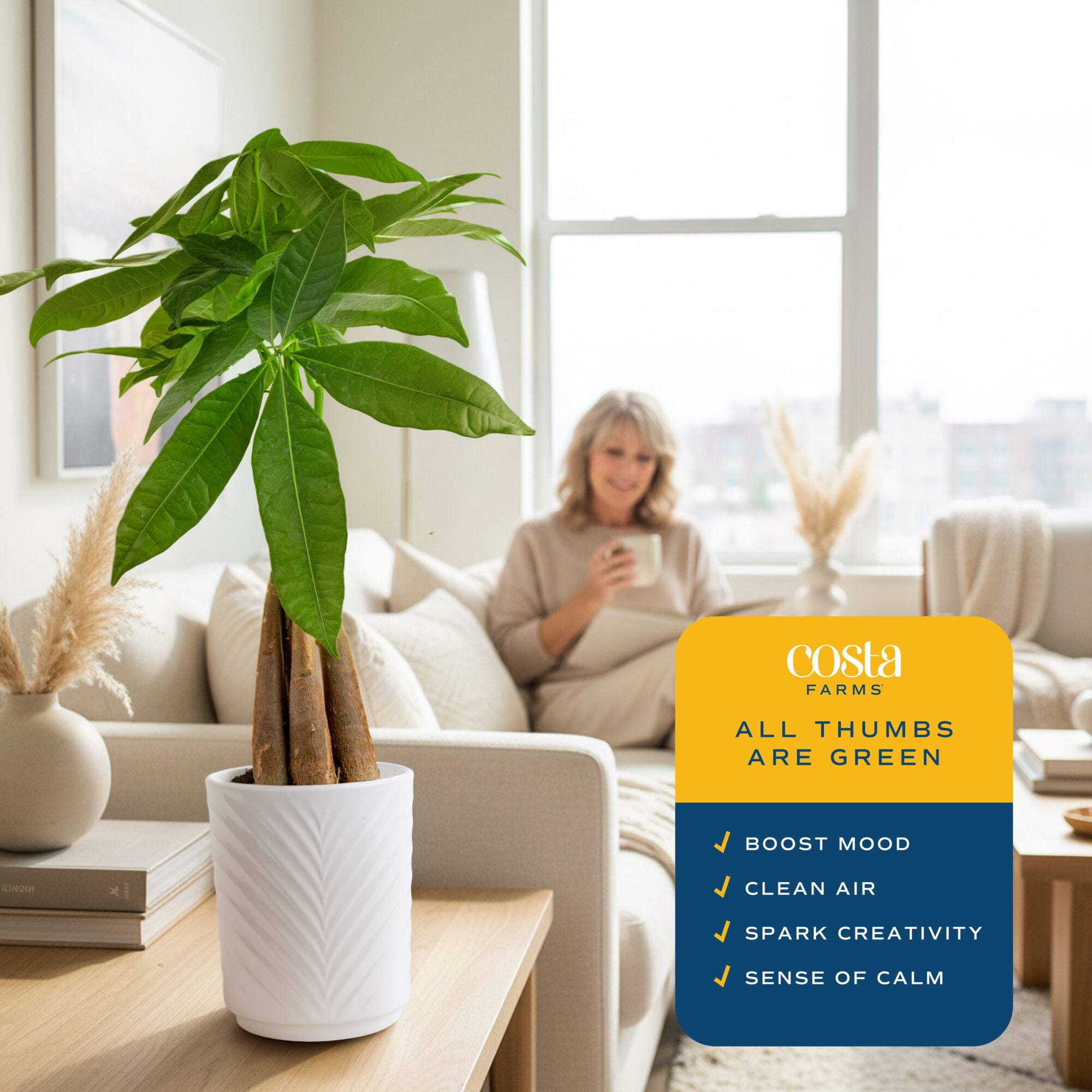 Costa Farms Live Indoor 16in. Tall Green Money Tree; Medium, Indirect Light Plant in 5in. decor pot