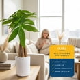 thumbnail image 5 of Costa Farms 16" Pachira Braided Money Tree Indoor Live House Plants in 4" Décor Pot, 5 of 10
