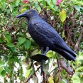 thumbnail image 5 of 1 Uds. Cuervo, espantapájaros de plástico negro, repelente de palomas para jardín, repelente de aves, antipalomas para defensa de balcón, palomas, gorriones, antipájaros, espantapájaros, 5 of 5