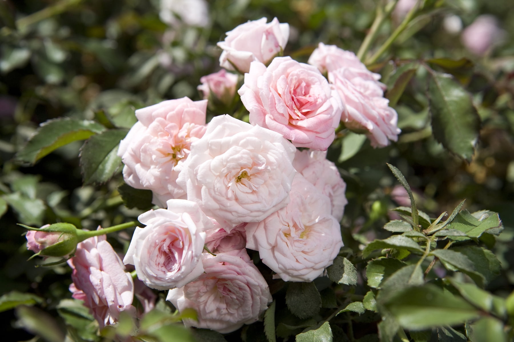 Drift Roses Sweet Drift Rose 1 Gallon (Rosa) Clear Pink Double Flowers Are Disease Resistant Live Outdoor Plant