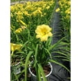 thumbnail image 2 of Going Bananas Daylily, 2 of 4