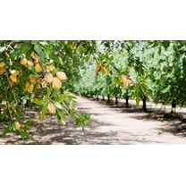 CZ Grain 10 Almond Tree Plant Seeds, Fast Grower