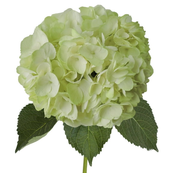 Hydrangeas 15 Stems of Airbrushed Lemon Green Farm Direct Fresh Cut Flowers by Bloomingmore