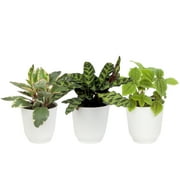 Element Pet Friendly House Plants in 4" White Pots (3 Count) Approx 10" Tall Live Plants
