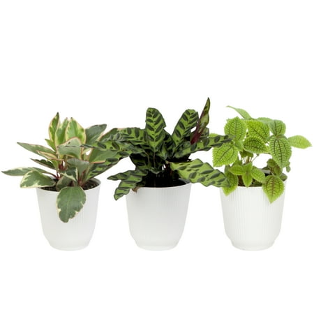 Element Pet Friendly House Plants in 4" White Pots (3 Count) Approx 10" Tall Live Plants