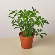 Schefflera Arboricola 'Umbrella' - 4" Pot