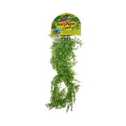 Fancyplants Giant Floating Adiantum