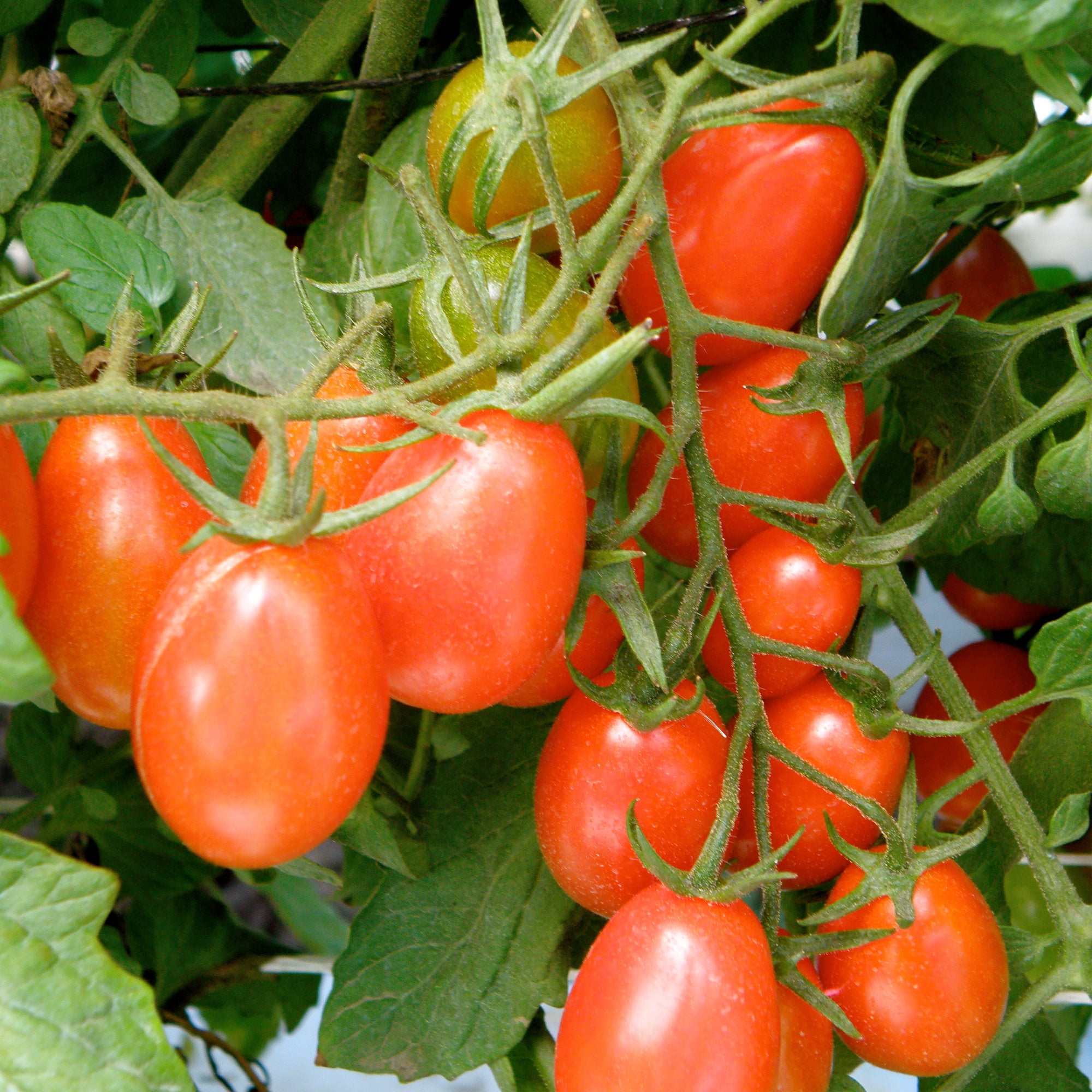 Bonnie Plants Grape (Tami G) Tomato 19.3 oz. 2-Pack