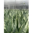 thumbnail image 2 of Nature's Way Farms Sansevieria Zeylanica Live Plant (25-30 inches tall) in growers pot, 2 of 5