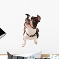 thumbnail image 1 of Boston Terrier Dog Looking Wall Mural by Wallmonkeys Peel and Stick Graphic (18 in H x 12 in W) WM224245, 1 of 4