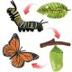 thumbnail image 5 of Juguete modelo animal de simulación, modelo de ciclo de vida de crecimiento de mariposa natural, accesorios de enseñanza de biología para estudiantes para niños en el aula, juguete educativo, 5 of 5