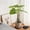 14.17 inch, variant on Plant Saucer, Drip Tray, 11.02 Inch Plastic Plant Tray, Round Pot Saucer, Water Catcher Tray, Heavy Duty Plant Tray, Sturdy Flower Pot Base Tray, Durable Indoor Outdoor Plant Saucer for Flower Pots