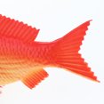 thumbnail image 4 of GUOOL Artificial Carp Ornament for Kitchen Aquarium Decoration Red-Small, 4 of 4