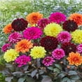 thumbnail image 1 of TASC Flower Bulbs - Dahlia Decorative Bronze Leaf Assorted (4 Bulbs), 1 of 2