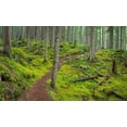 thumbnail image 2 of Jaynes Gallery 24x16 Black Ornate Wood Framed with Double Matting Museum Art Print Titled - Washington State-Olympic National Forest Panoramic of Lower Dungeness Trail in forest, 2 of 4