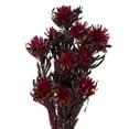 thumbnail image 2 of Vickerman 8-20" Merlot Plumosum, Female 8 flower heads per bundle, Preserved, 2 of 6