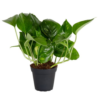 Costa Farms  Live Indoor 8in. Tall Green Devil's Ivy Pothos; Medium, Indirect Light Plant in 4in. Grower Pot