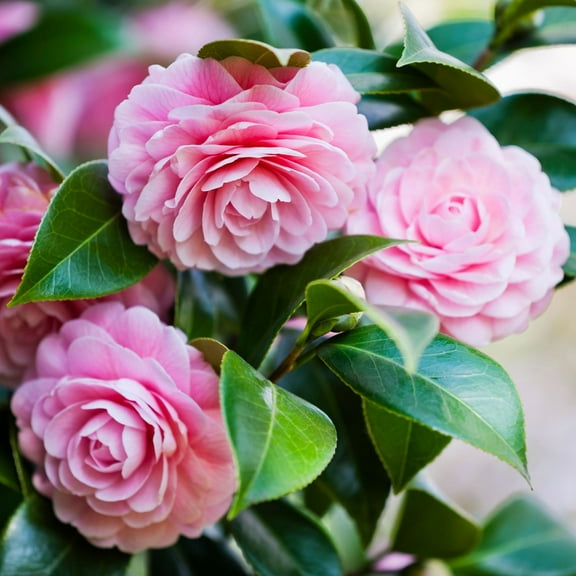 Live Pink Camellia Plant in 4" Pot, Flowering Shrub with Glossy Foliage, Ideal for Patio, Lawn, or Garden