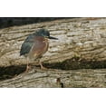 thumbnail image 2 of Jones, Adam 32x23 Black Ornate Wood Framed with Double Matting Museum Art Print Titled - Green heron, 2 of 4