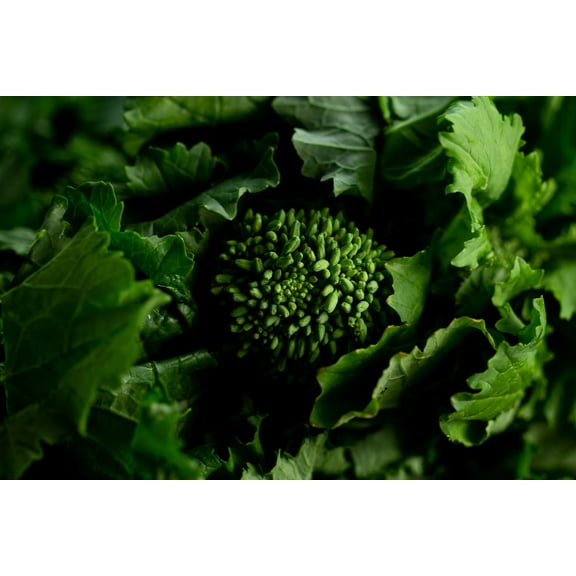 Rapini Broccoli Rabe Seeds/ Annual/ Full Sun/2250 Seeds 1/4 oz/ Zellajake Farm and Garden - B117