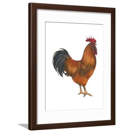 New Hampshire (Gallus Gallus Domesticus), Rooster, Poultry, Birds Framed Print Wall Art By Encyclopaedia Britannica