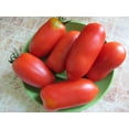 thumbnail image 3 of Poivre de Tomate Sans Ogm, 3 of 5