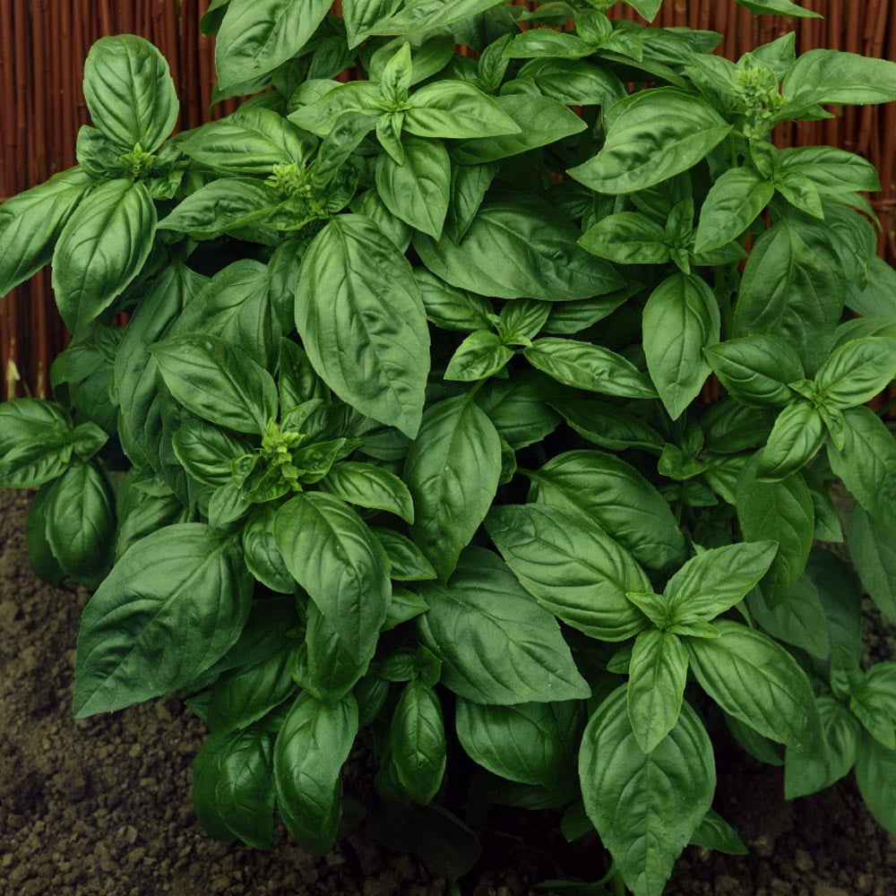 Basil Seed - Genovese Sweet Basil Herb Seeds - 1 LB