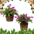 thumbnail image 5 of Purple Christmas Cactus Live Indoor Outdoor Plant, Thanksgiving Holiday Cactus in Small 3in Pot, Christmas Room Decor, 5 of 5