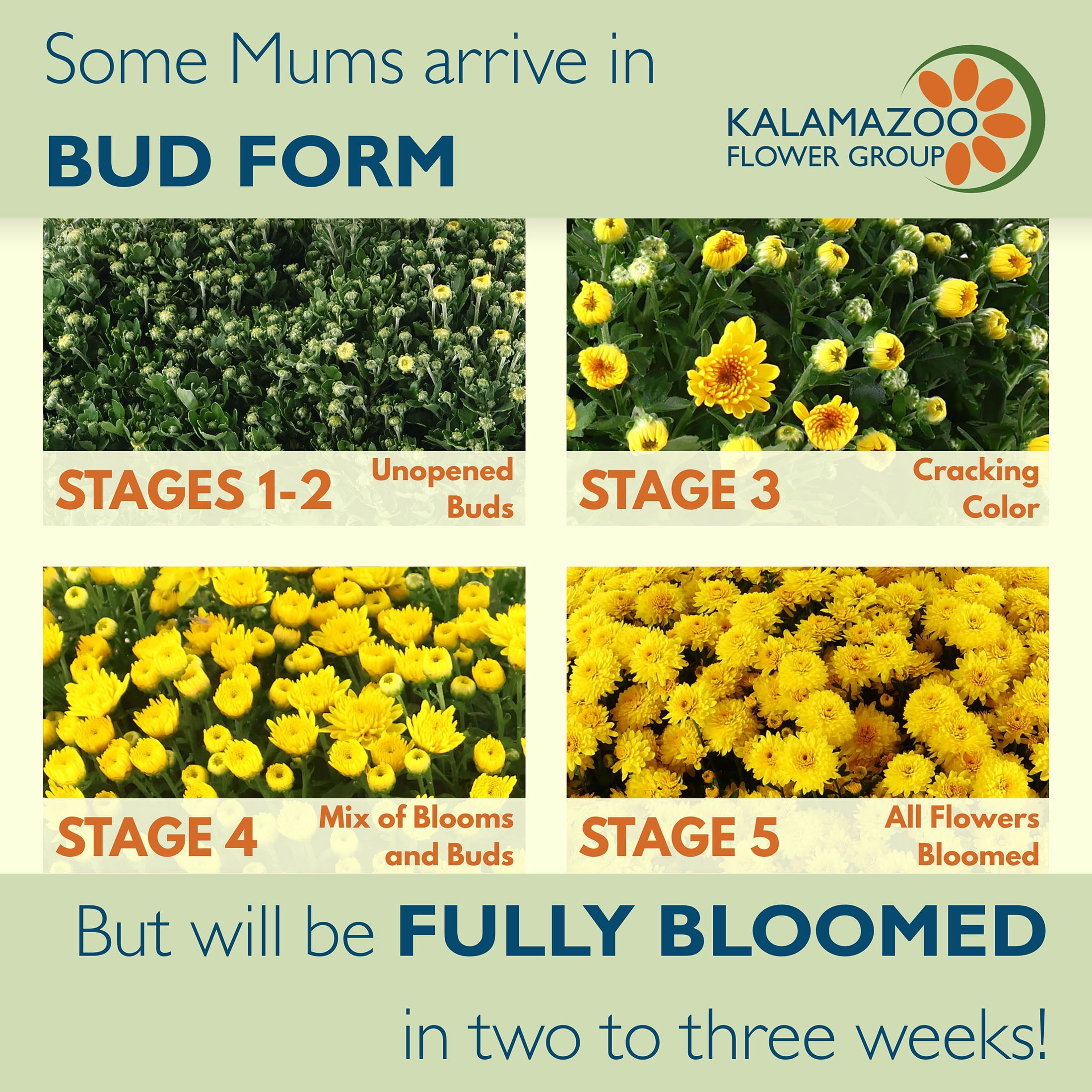Expert Gardener 8" Yellow Mum Live Plants in 4" Grower Pot Full Sun