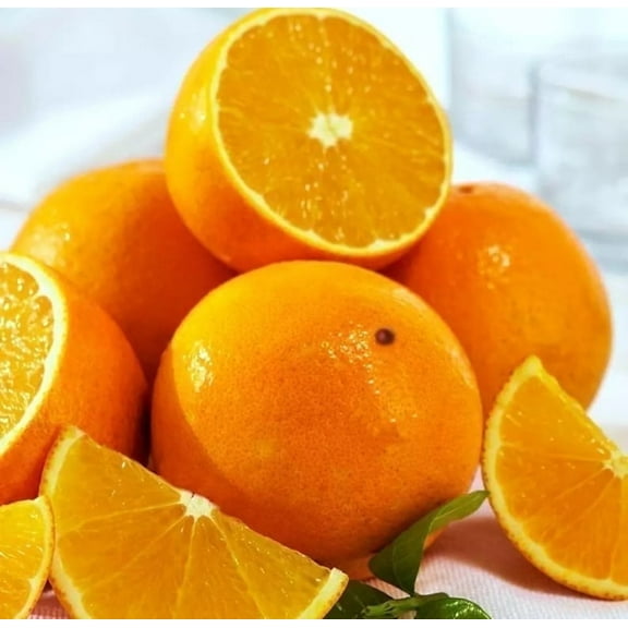 Valencia orange tree (grafted) ships in 1 gallon pot free to all states. 1-2 years to fruit.