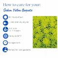thumbnail image 5 of Expert Gardener 1Pt Sedum Live Plant Grower Pot Full Sun Partial Shade, 5 of 6