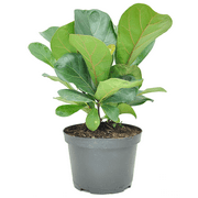 Costa Farms Live Indoor Bambino Ficus Lyrata; Indirect Sunlight Plant, in 6in Grower Pot