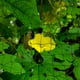 thumbnail image 2 of Redes de jardín, malla elástica para carpas, enrejados para trepar, soporte para plantas y flores, malla de polipropileno emulsionado., 2 of 6