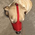 thumbnail image 2 of Large Size Dog Muzzle - Soft Cage Design to Prevent Biting & Chewing While Allowing Drinking & Panting, 2 of 4