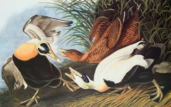 Eider Duck Canvas A