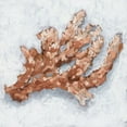 thumbnail image 2 of Harper, Ethan 26x26 White Modern Wood Framed Museum Art Print Titled - Coral Display II, 2 of 4