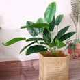 thumbnail image 6 of 32" Greenery Living Room Tropical Fake Plant Faux Banana Tree Home Decoration Artificial Palm RED EDGE, 6 of 8