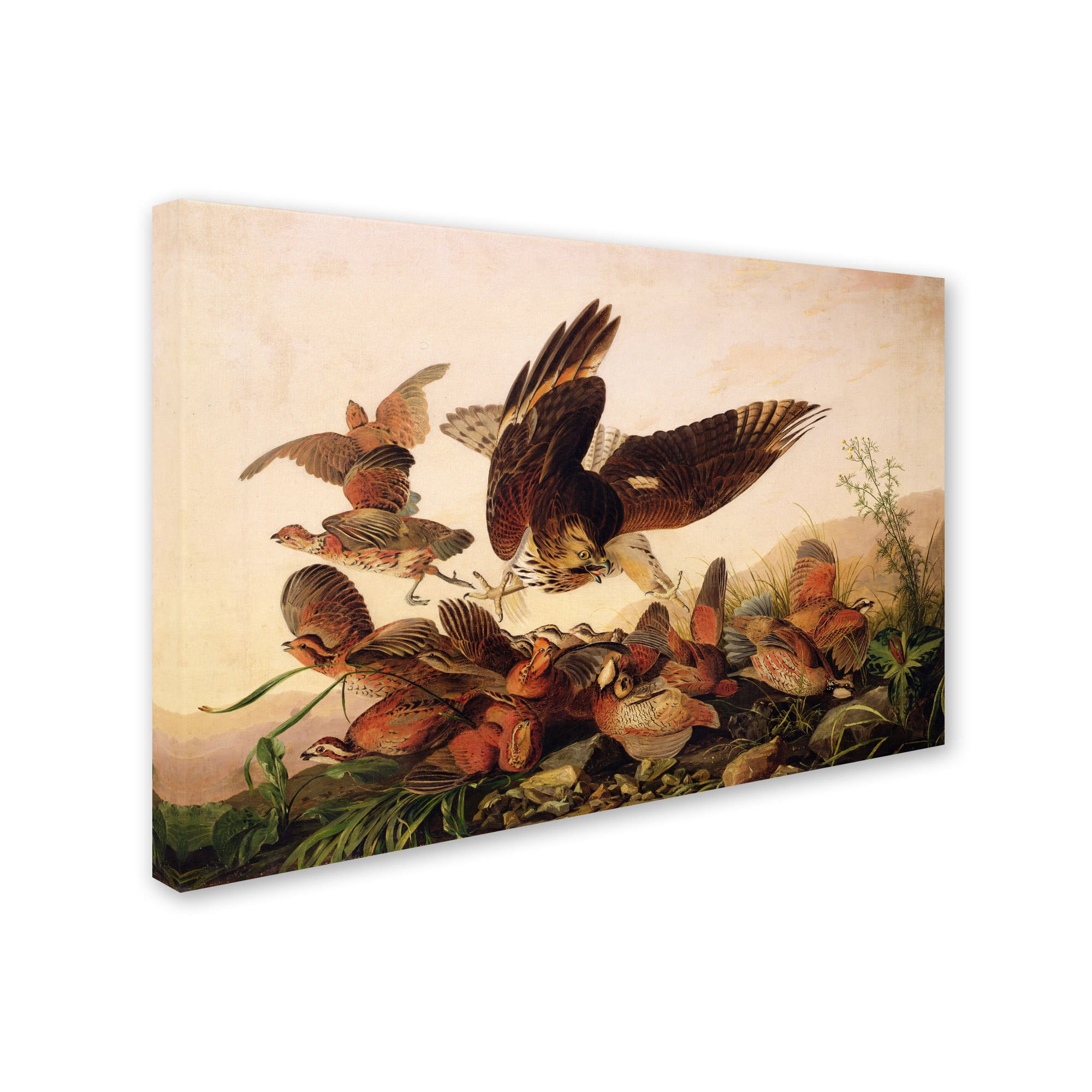 Trademark Fine Art "Red-Shouldered Hawk" Canvas Art by John James Audubon
