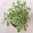 thumbnail image 4 of Senecio Articulatus Candle Plant - 4 inch, 4 of 4