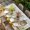Off-White, variant on Groundhog Day Table Cloths for 4 Foot Rectangle Tables, Sunflower Spring Floral Botanical Rustic Patio Waterproof Elastic Fitted Tablecloths, Washable Rectangular Table Cover for Camping