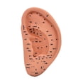 thumbnail image 3 of Bunblic Ear Model Reflexology Acupoint Learning Display Multifunctional Study Smooth Auricular Acupoint Model School Accessories 22cm, 3 of 8