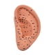 thumbnail image 3 of Modelo de acupuntura de oído Reflexología ACUPOINTER Aprendizaje Muestra de estudio multifuncional Accesorios escolares de ACUPOINT ACUPOINT AURICULAR 22 cm, 3 of 8