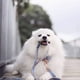 thumbnail image 3 of Collar de perro con estampado Spring Flory de pata única, collar de perro con nudo de collar, 3 of 5